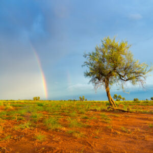 The Pilbara Cattle Tour 2023