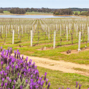 Western Australia Spring Farming Tour 2023