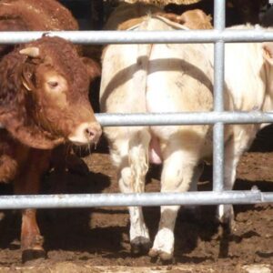 Montana Cattle Tour 2023 Montana Cattle Tour 2023